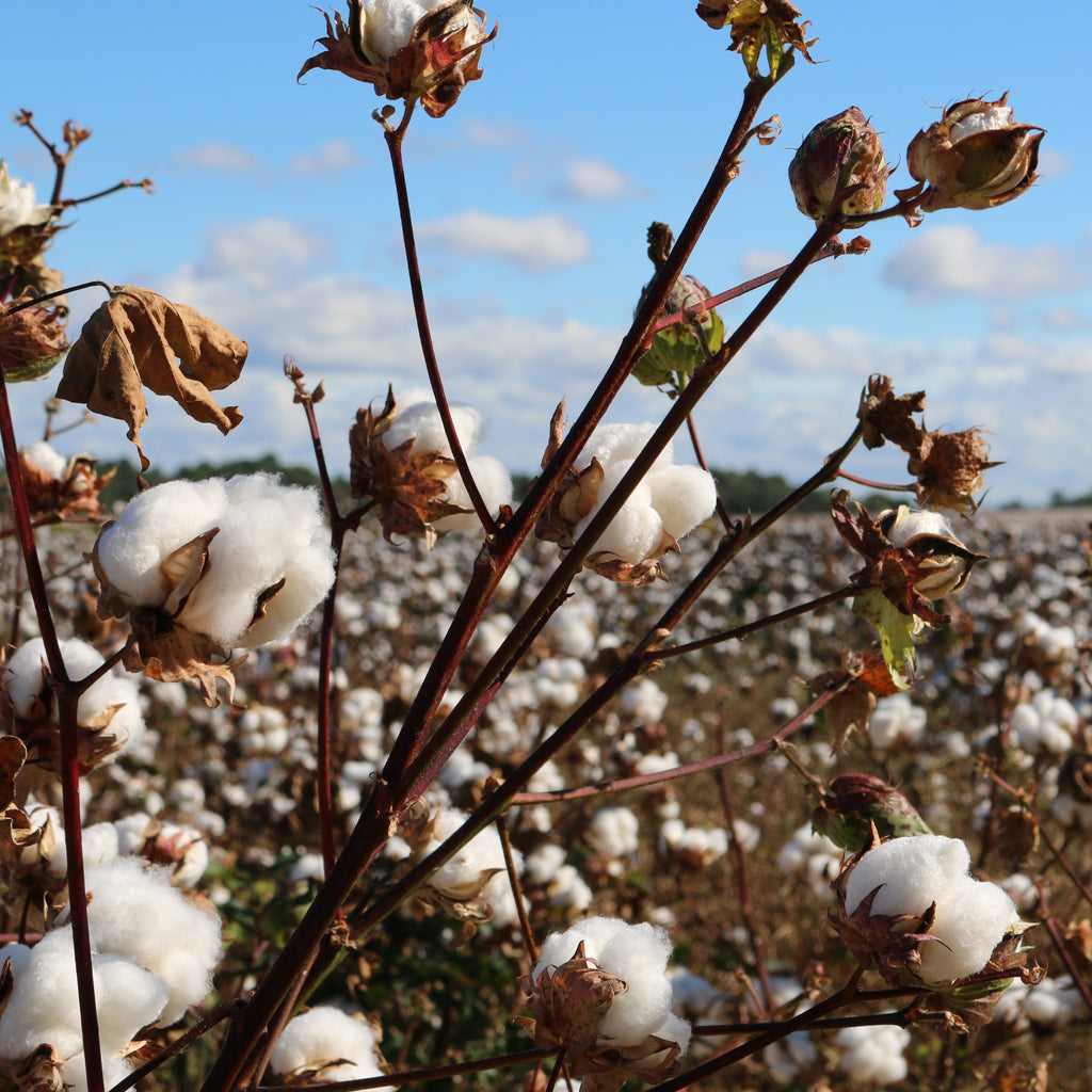 Is it really Egyptian cotton in your sheets? The Dishonesty of the Egyptian Cotton Industry