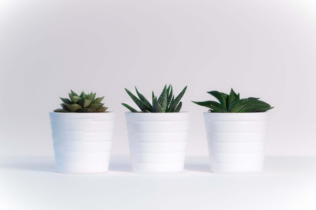Indoor Plants for your Home